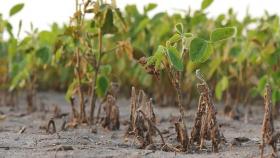 Американские учёные обнаружили верного «помощника» соевого трипса